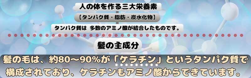 栄養素アミノ酸の役割